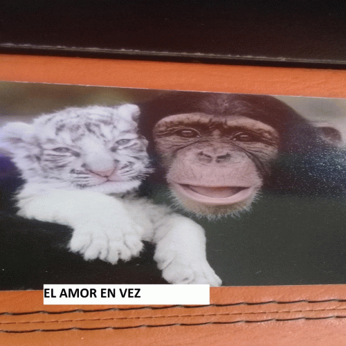 De Romanticistas Shaolin's : El Amor en Vez